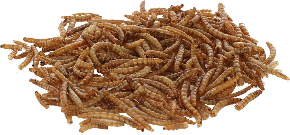 Vermi secchi 900 Gr - Kerbl 73200