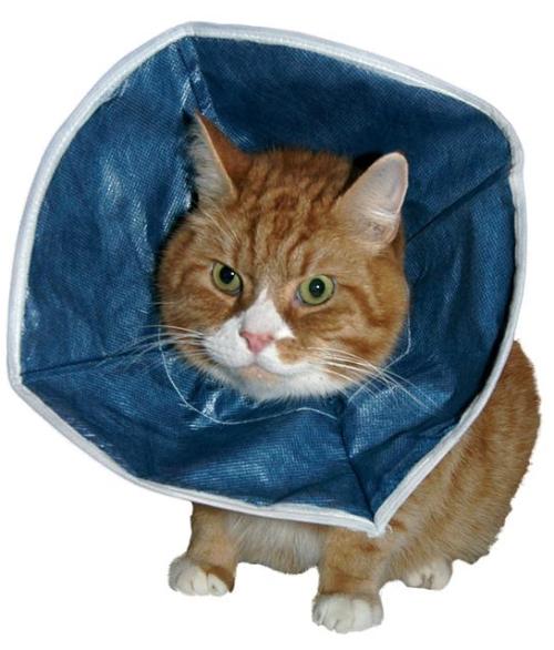 COLLARE ELISABET. BUSTER SOFT GATTO & CANI PICCOLI, 14 CM