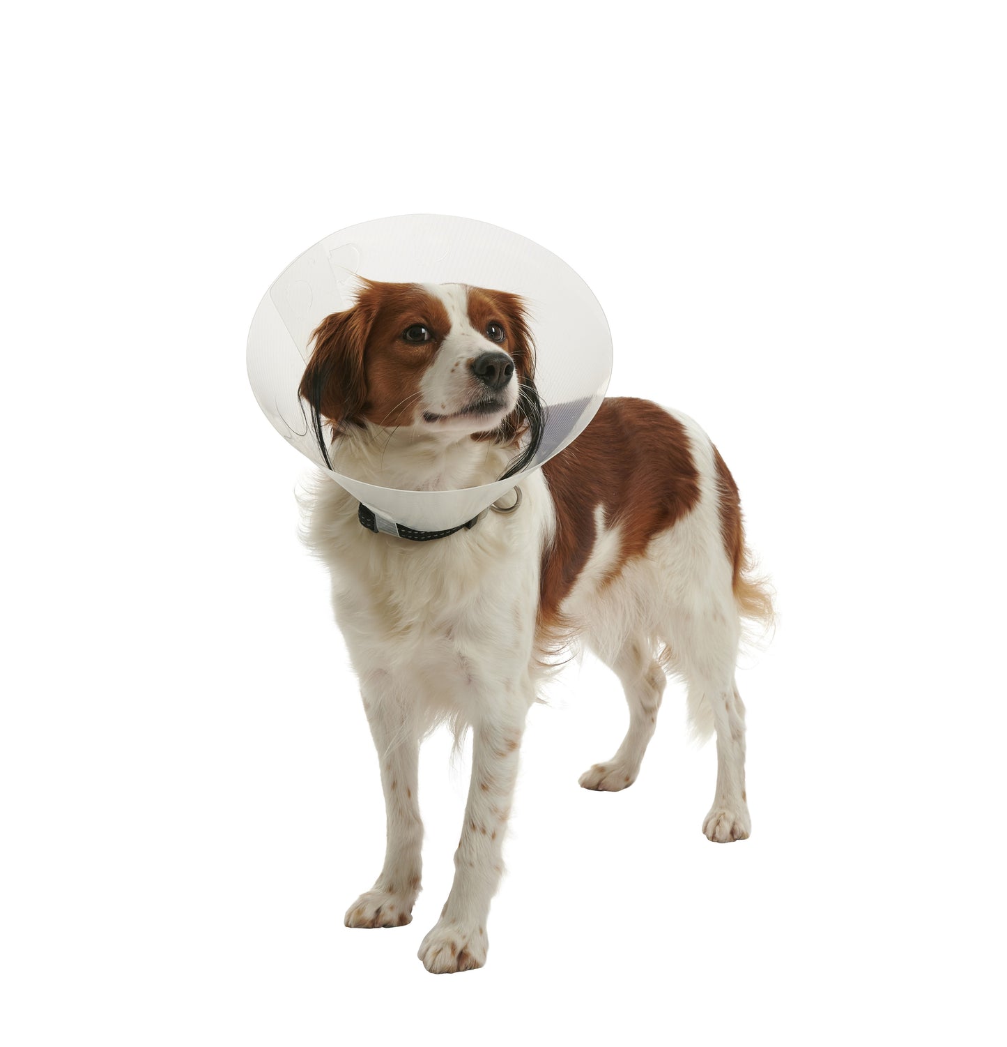 Collare elisabettiano Buster Clic Collar, trasparente, 10 CM
