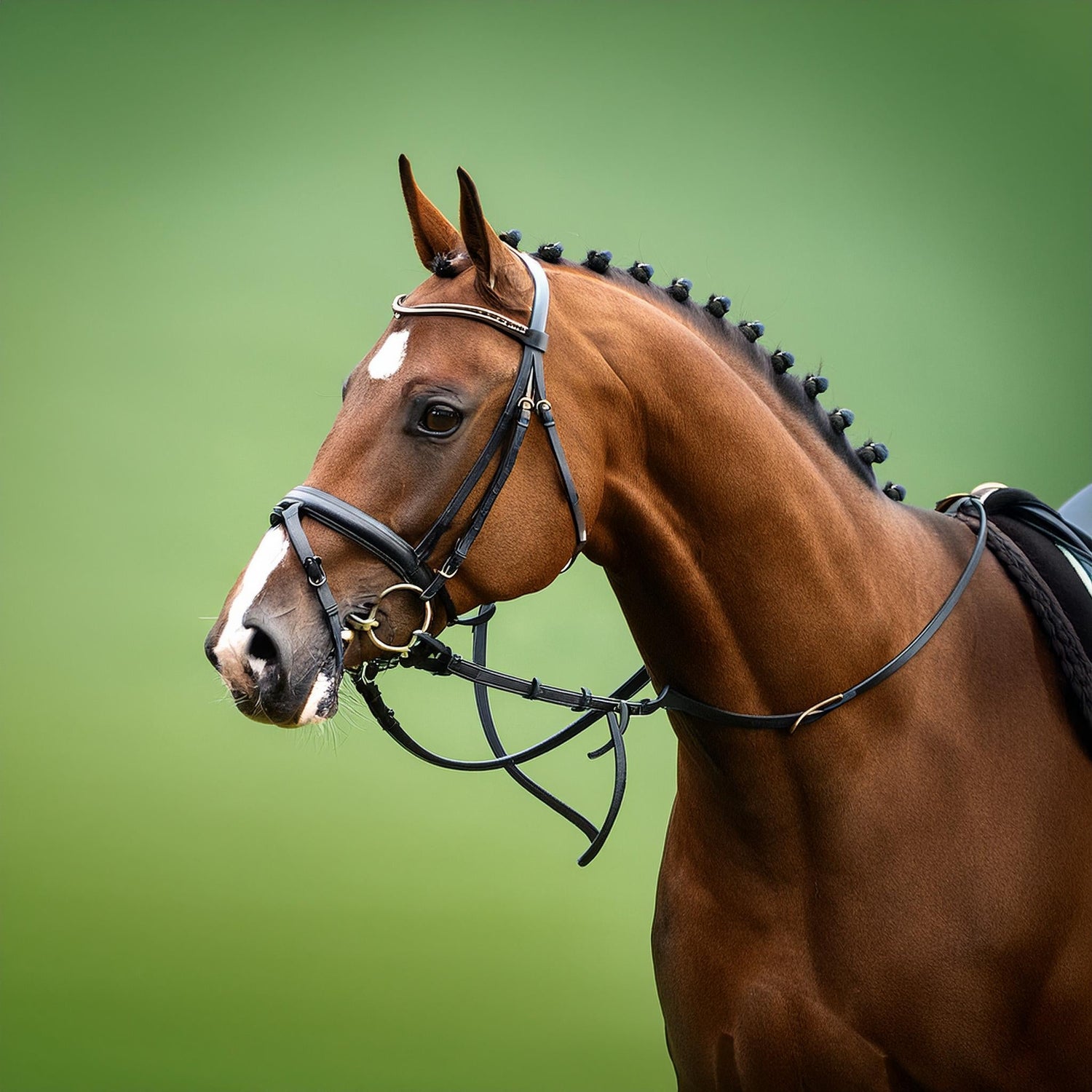 Cavallo