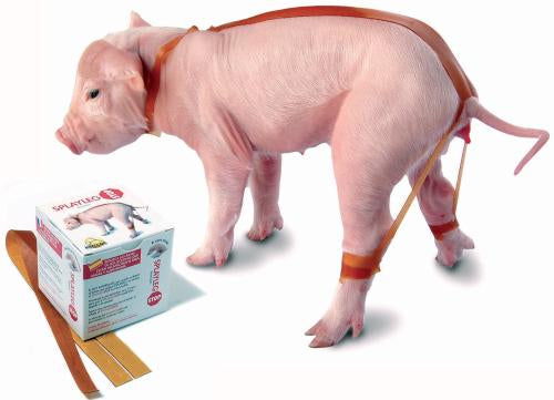 calzette antiudivaricamento suini splayleg 20 pz